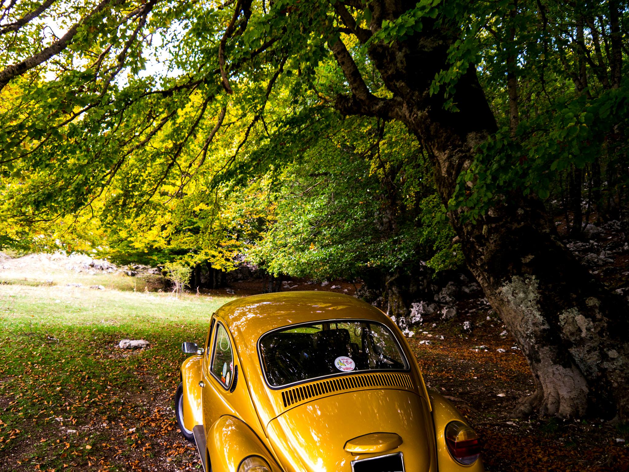 L'immagine può contenere: auto, albero e spazio all'aperto