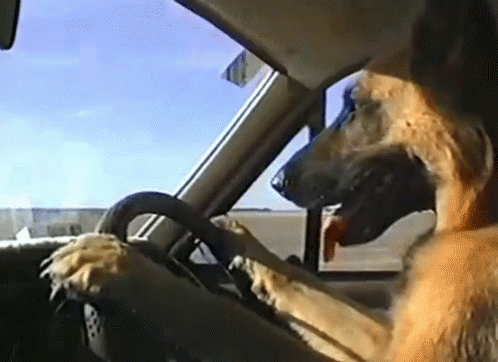 driving-dog-driving.gif